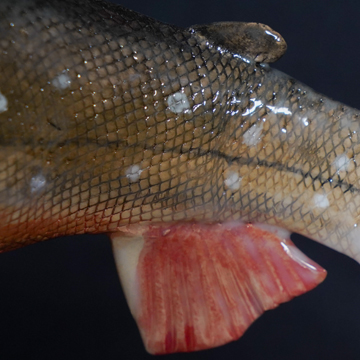 Seesaibling-Skulptur aus Keramik Detailansicht Afterflosse
